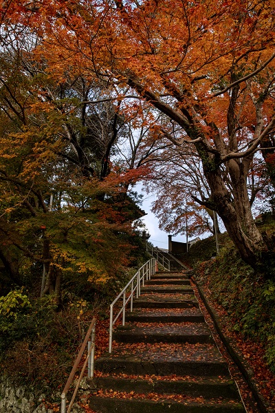 18.光明寺の紅葉　アロエ（大賞）.jpg