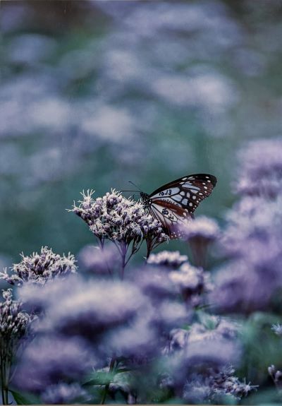 大賞.jpeg 大賞.jpeg